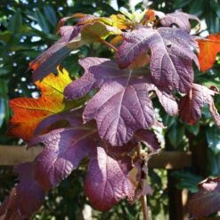 Ruby Slippers Hydrangea Shrub 7 Ruby Slippers Hydrangea Shrub -Evergreen Trees Sales Store Ruby Slippers Hydrangea 3