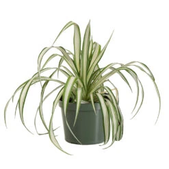 Spider Plant -Evergreen Trees Sales Store SPI PLA1