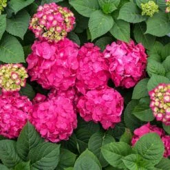 Endless Summer® Summer Crush® Hydrangea -Evergreen Trees Sales Store SUmmer Crush Endless SUmmer Hydrangea 11 FGT