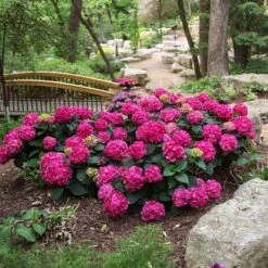 Endless Summer® Summer Crush® Hydrangea -Evergreen Trees Sales Store SUmmer Crush Endless SUmmer Hydrangea 3 FGYT