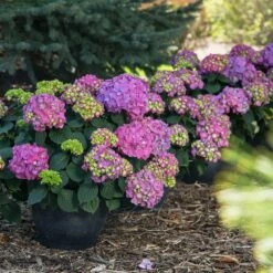Endless Summer® Summer Crush® Hydrangea -Evergreen Trees Sales Store SUmmer Crush Endless SUmmer Hydrangea 9 FGT