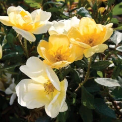 Sunny Knock Out® Rose Tree 7 Sunny Knock Out® Rose Tree -Evergreen Trees Sales Store SUnny knockout Rose Tree 4 FGT