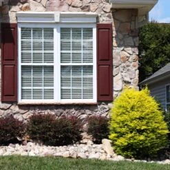 Sunshine Ligustrum Shrub 9 Sunshine Ligustrum Shrub -Evergreen Trees Sales Store SUnshine Ligustrum 5