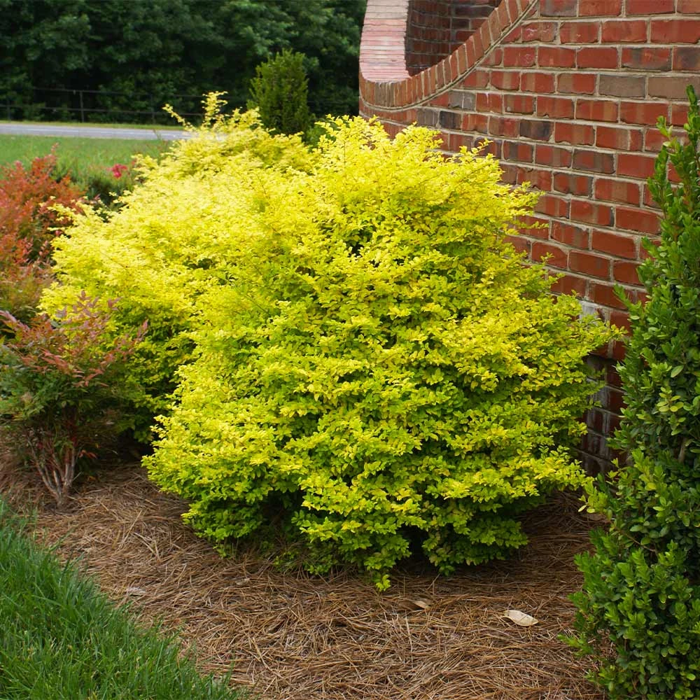 Sunshine Ligustrum Shrub 2 Sunshine Ligustrum Shrub - Image 2