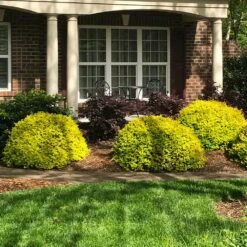 Sunshine Ligustrum Shrub 10 Sunshine Ligustrum Shrub -Evergreen Trees Sales Store SUnshine Ligustrum 7 e9be5f8f a606 4495 ac32 d8f61b2e15c7