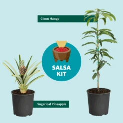 Sugarloaf Pineapple Plant 7 Sugarloaf Pineapple Plant -Evergreen Trees Sales Store Salsa Kit Graphic 6c76dae2 528b 42b5 ba01 cf2c5208bd17