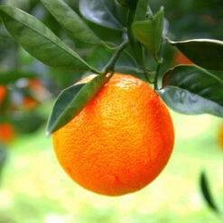 Sanguinelli Blood Orange Tree -Evergreen Trees Sales Store Sanguinelli Blood Orange 7 FGT