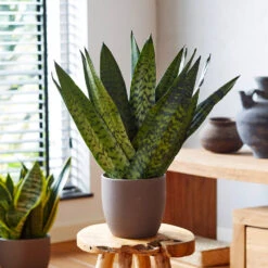 New Apartment House Plant Kit -Evergreen Trees Sales Store Sansevieria Zeylandica 2 b962a2c6 7794 4c00 bcc0 44626111a514