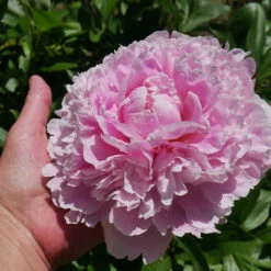 Sarah Bernhardt Peony 7 Sarah Bernhardt Peony -Evergreen Trees Sales Store Sarah Bernhardt Peony 2