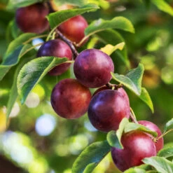 Evergreen Trees Sales Store -Evergreen Trees Sales Store Satsuma Plum 1