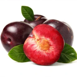 Satsuma Plum Tree -Evergreen Trees Sales Store Satsuma Plum 2