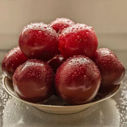 Satsuma Plum Tree -Evergreen Trees Sales Store Satsuma Plum 3