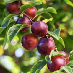 Evergreen Trees Sales Store 8 Satsuma Plum Tree