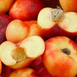 Saturn Peach Tree -Evergreen Trees Sales Store Saturn Peach Tree 1