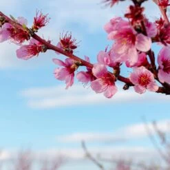 Saturn Peach Tree -Evergreen Trees Sales Store Saturn Peach Tree 4