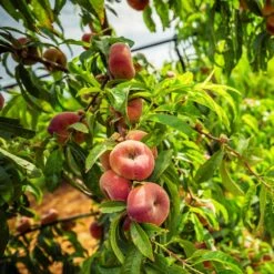 Donut Saturn Peach Tree -Evergreen Trees Sales Store Saturn Peach Tree 5 21ea4320 798c 41bd 932e b7297febbf6c