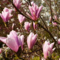Saucer Magnolia Tree -Evergreen Trees Sales Store Saucer Magnolia 2 FGT