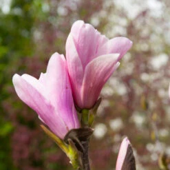 Saucer Magnolia Tree -Evergreen Trees Sales Store Saucer Magnolia 3