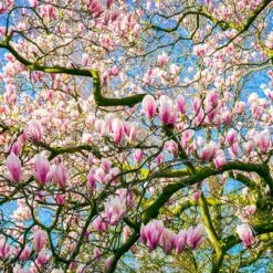 Saucer Magnolia Tree -Evergreen Trees Sales Store Saucer Magnolia 6