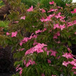 Scarlet Fire® Dogwood Tree -Evergreen Trees Sales Store Scarlett Fire 1