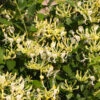 'Scentsation' Honeysuckle Vine