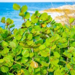 Sea Grape Bush 11 Sea Grape Bush -Evergreen Trees Sales Store Sea Gape 1