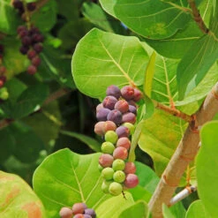 Sea Grape Bush 12 Sea Grape Bush -Evergreen Trees Sales Store Sea Gape 2