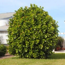 Sea Grape Bush 9 Sea Grape Bush -Evergreen Trees Sales Store Sea Gape 5