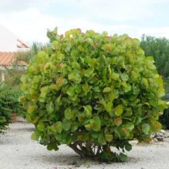 Sea Grape Bush 10 Sea Grape Bush -Evergreen Trees Sales Store Sea Gape 7