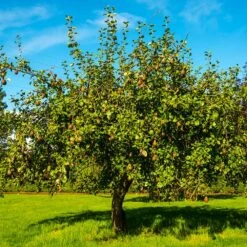 Seckel Pear Tree 7 Seckel Pear Tree -Evergreen Trees Sales Store Seckel Pear 1