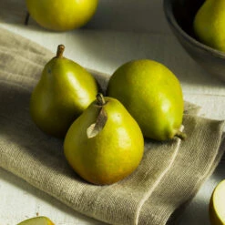 Seckel Pear Tree 8 Seckel Pear Tree -Evergreen Trees Sales Store Seckel Pear 5