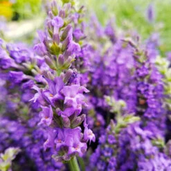 Sensational™ Lavender Plant -Evergreen Trees Sales Store Sensational Lavender 10