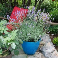 Sensational™ Lavender Plant -Evergreen Trees Sales Store Sensational Lavender 5