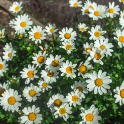 Becky Shasta Daisy 7 Becky Shasta Daisy -Evergreen Trees Sales Store Shasta Daisy Becky 2 FGT