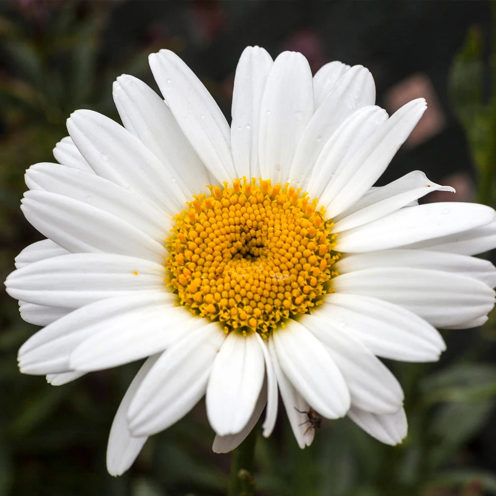 Becky Shasta Daisy 3 Becky Shasta Daisy - Image 3