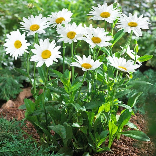 Becky Shasta Daisy 1 Becky Shasta Daisy