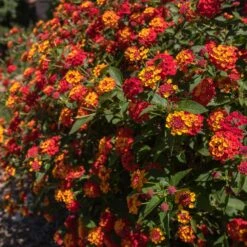 Shazam Lantana -Evergreen Trees Sales Store Shazam Lantana 2