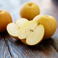 Shinseiki Asian Pear 8 Shinseiki Asian Pear -Evergreen Trees Sales Store Shinseiki Asian Pear 5 FGT