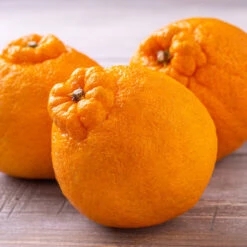 Shiranui Mandarin Tree -Evergreen Trees Sales Store Shiranui Mandarin 4 FGT