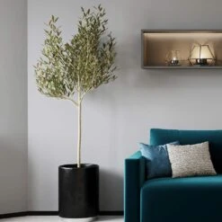 Sikitita Olive Tree -Evergreen Trees Sales Store Sikitata Olive 2