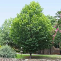 Silver Maple Tree 11 Silver Maple Tree -Evergreen Trees Sales Store Silver Maple Tree 6