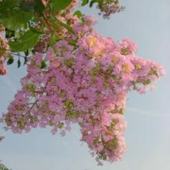 Sioux Crape Myrtle -Evergreen Trees Sales Store Sioux Crape myrtle 4 FGT
