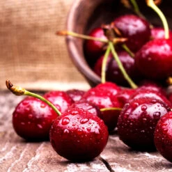 Skeena Cherry Tree -Evergreen Trees Sales Store Skeena Cherry 4 FGT