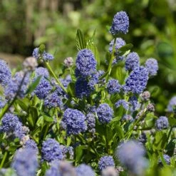 Skylark California Lilac -Evergreen Trees Sales Store Skylark California Lilac 3 FGT