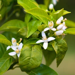 Smith Red Orange 9 Smith Red Orange -Evergreen Trees Sales Store Smith Red Orange 7