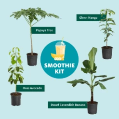 Papaya Tree -Evergreen Trees Sales Store Smoothie Kit Graphic 11ae7b3b 499b 4165 a9bd 09be178c93af