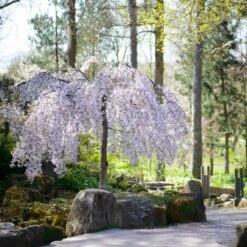 Snow Fountains® Weeping Cherry Tree -Evergreen Trees Sales Store Snow Fountains Weeping Cherry 8