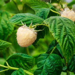 Snowbank White Blackberry Bush -Evergreen Trees Sales Store Snowbank Blackberry 1