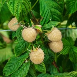 Snowbank White Blackberry Bush -Evergreen Trees Sales Store Snowbank Blackberry 3