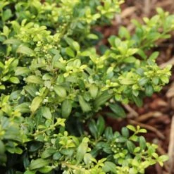 Soft Touch Holly Shrub 5 Soft Touch Holly Shrub -Evergreen Trees Sales Store Soft Touch Holly 4